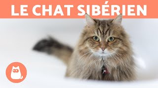 LE CHAT SIBÉRIEN  Caractéristiques soins et santé [upl. by Ycrem]