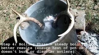 How To Make A Skull Cap Antler Mount  WildBuck [upl. by Einhpets]