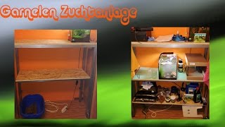 Zwerggarnelen Zuchtanlage  Aufbau Entstehung [upl. by Yllime1]