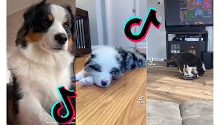 😍 Cutest Australian Shepherd 😂 Funny and Cute Australian Shepherd Puppies and Dogs Videos [upl. by Baalman]