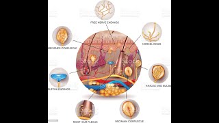 المستقبلات الحسية في الجلد [upl. by Spillar]