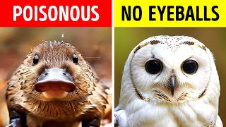 The Wildest Animal Facts Youve Never Heard Of [upl. by Tarazi]