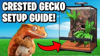 Crested Gecko Setup [upl. by Esela]