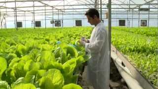 Hydroponic lettuce greenhouse factory  Automated [upl. by Dian]