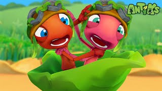 The Race  🐛 Antiks amp Insectibles 🐜  Funny Cartoons for Kids  Moonbug [upl. by Thora908]