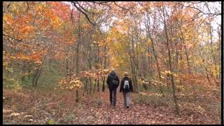 La Magie de Brocèliande [upl. by Ijies883]