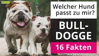 Ist eine Bulldogge der richtige Hund für mich 16 Fakten über Bulldoggen [upl. by Toile599]