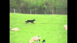 Geary Loff herding with Beauceron Elite HGH [upl. by Hurwit]