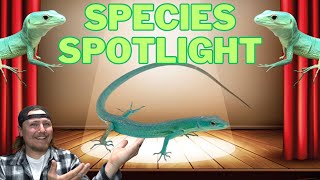 Species SpotlightThe Green Keeled Bellied Lizard [upl. by Adias]