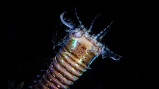 Facts The Bobbit Worm [upl. by Learrsi]