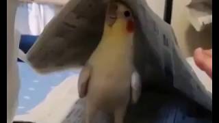 Cutest Parrot Playing Peekaboo [upl. by Perrie983]