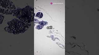 Cell Division  Mitosis and Meiosis Explained [upl. by Nhguavoj193]