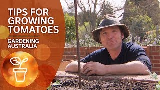 Tips and tricks for growing tomatoes  Growing Fruit and Vegies  Gardening Australia [upl. by Savick]