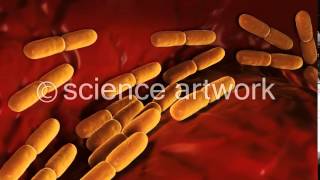 Lactobacillus Bulgaricus Bacteria stock video from science artwork [upl. by Kelila]