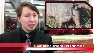 Armadillos invading East Tennessee [upl. by Yerocal]