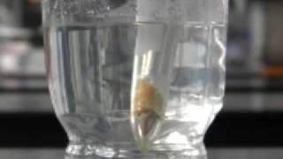 Extracting limonene using liquid carbon dioxide [upl. by Eissert540]