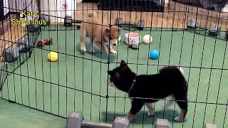 Shiba Inu Puppy Wrestling Luna vs Shadow 9 1 24 [upl. by Aibat810]