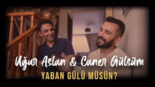 UĞUR ASLAN feat CANER GÜLSÜM  YABAN GÜLÜ MÜSÜN  uguraslan canergulsum [upl. by Bocaj]