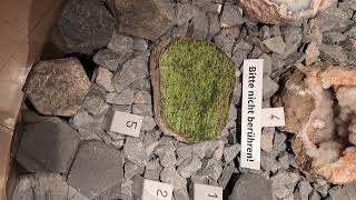 Banded Mantle Peridotite Nodule from the Eifel rocks olivine geology earthscience eifel lava [upl. by Inej]