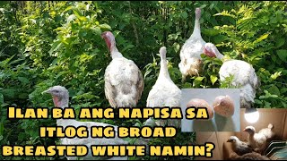 Broad breasted white turkey in the Philippines  Turkey farming  Pabo farming [upl. by Iffar]