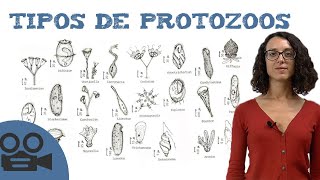 Tipos de protozoos [upl. by Dlonra156]