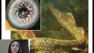 Hagfish and Lampreys [upl. by Araek]