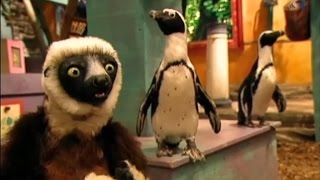 Zoboomafoo Cap 34 quotCriaturas Acuáticasquot [upl. by Tripp]