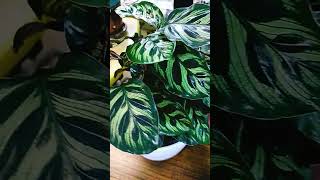 The lovely peacock plantcalathea makoyana [upl. by Petrine]