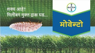 Movento Insecticide बायर मोवेन्टो ऑनलाईन लॉन्च Marathi  Bayer Crop Science India [upl. by Hwang578]