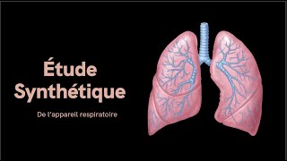 Respiratory System Introduction  Part 2 Bronchial Tree and Lungs  3D Anatomy Tutorial [upl. by Ev559]