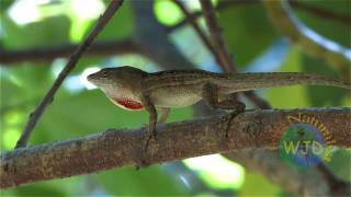 Brown anole Part 1 displays amp fighting [upl. by Gibby]