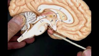 Location of the Pituitary gland hypothesis and infundibulum [upl. by Dole376]