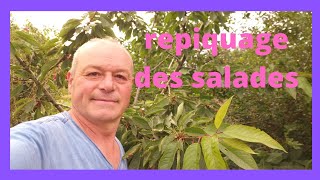 repiquer vos salades avec vos ciseaux [upl. by Moina]