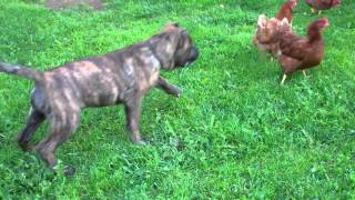 Presa Canario playing chicken with chickens [upl. by Ivett]