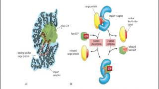 Nuclear Protein receptor [upl. by Abita335]