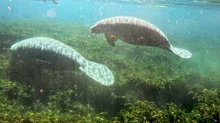 20241126 Manatees [upl. by Ahsilla]