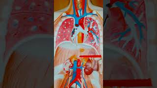 brachiocephalic artery  anatomy aortic heart anatomy [upl. by Nedah]