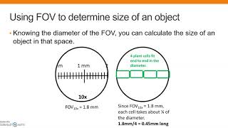 Prelab 23  Microscope  FOV diameter and size of speciman [upl. by Ellinehc]