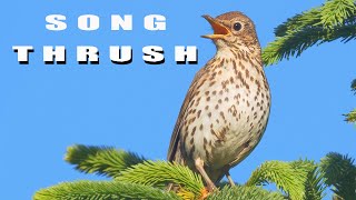 Song thrush Birds during breeding season Bird sounds and nest [upl. by Aylmer]