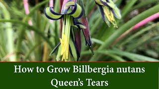 How to Grow Queens Tears or Friendship Plant  Billbergia nutans [upl. by Seiter]