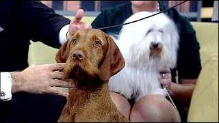 New dog breeds at Westminster Dog Show [upl. by Etta]