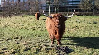 Schotse Hooglanders in Waalre [upl. by Elke84]