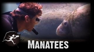 Manatees of Homosassa Springs [upl. by Ally]