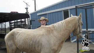 Horse amp Donkey Rescue  Houston SPCA [upl. by Earvin]