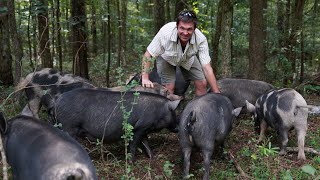 Forest Pigs with a Permaculture Expert [upl. by Ahsele]