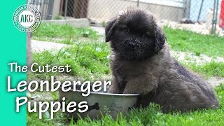 The Cutest Leonberger Puppies [upl. by Hashimoto]