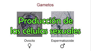 La producción de las células sexuales [upl. by Virge615]