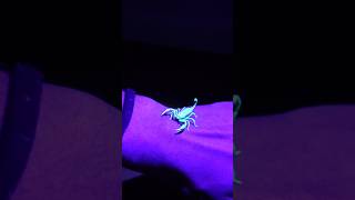 🦂Fluorescenza scorpioni [upl. by Pollie]