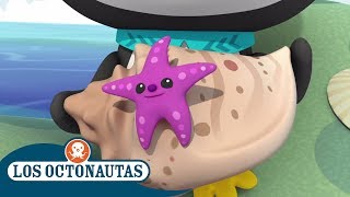 Los Octonautas Oficial en Español  Estrella De Mar En La Playa  Episodios completos [upl. by Philbo917]