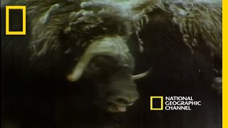 Musk Oxen vs Arctic Wolves  National Geographic [upl. by Airbmac]